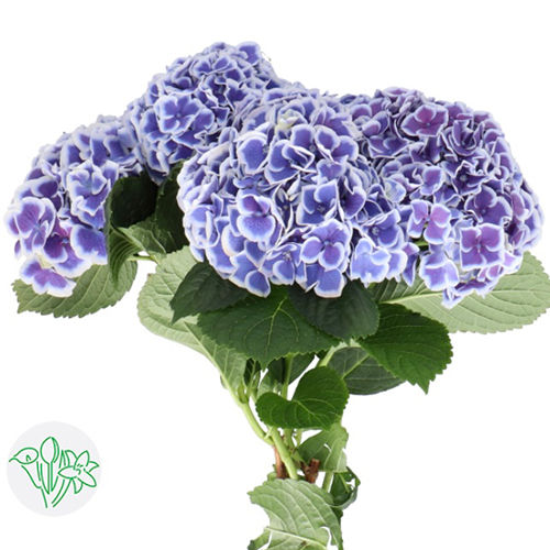 Blue Hydrangea