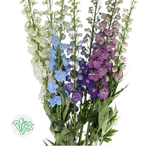 Delphinium Assorted