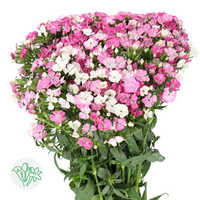 Dianthus