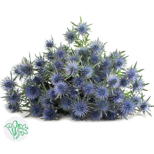 Eryngium