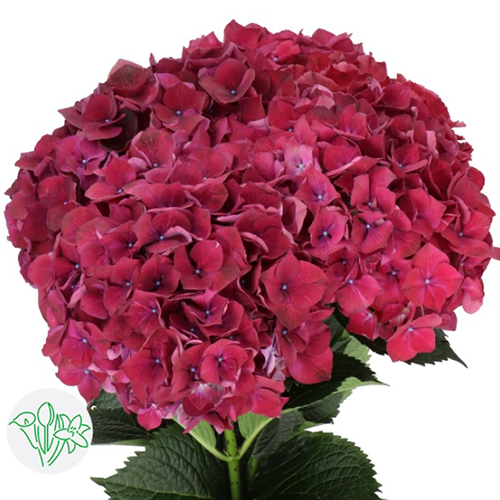 Hydrangea Large Dark Pink Flower For Garden Decor