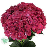 Hydrangea Dark Pink flower