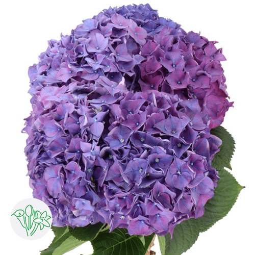 Hydrangea Purple