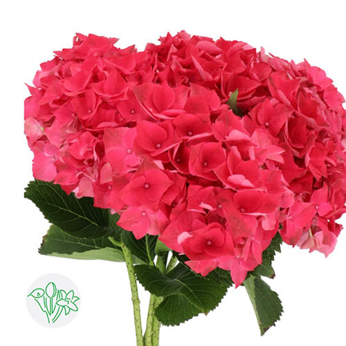 Hydrangea Red