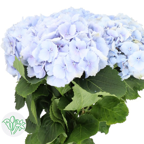 Hydrangea Soft Blue flowers