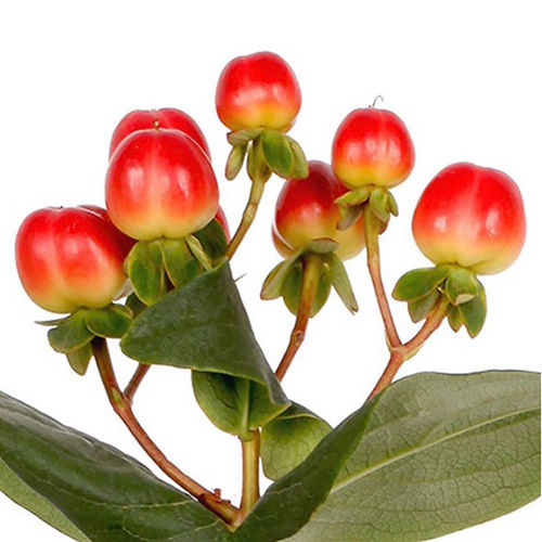 Hypericum flower