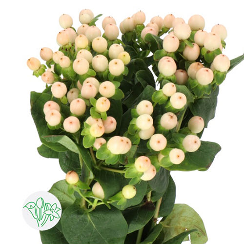 Flower Bunches - Vibrant Floral Arrangements | Seasonal Selection, Fresh Blooms, Ideal for Gifting