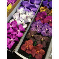 Vanda Assorted