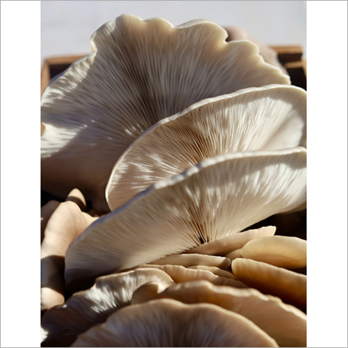 Healthy Oyster Mushroom