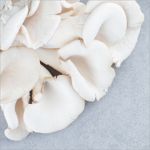 Delicious Organic Oyster Mushroom