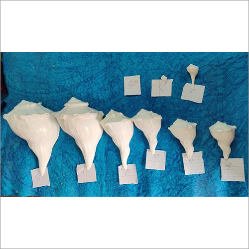 Right Handed Conch Shells