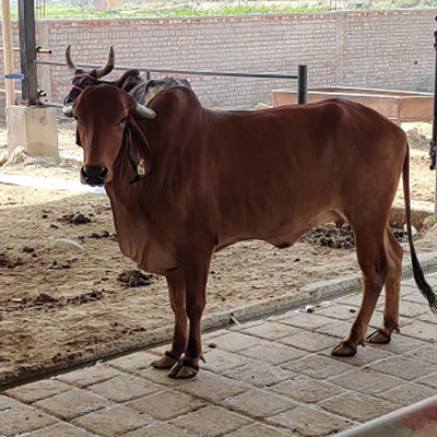 Sahiwal Cow - 450-600 kg Average Weight, Red Color | 10-15 Liters Daily Milk Yield, 15-20 Years Life Expectancy