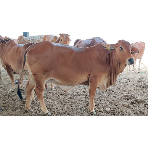 Original Sahiwal Cow