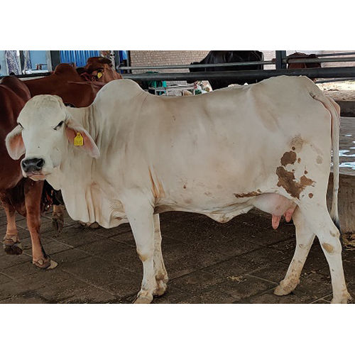 Tharparkar Cattle