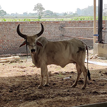 Pure Quality Kankrej Cow
