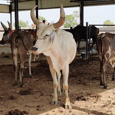 kankrej cows