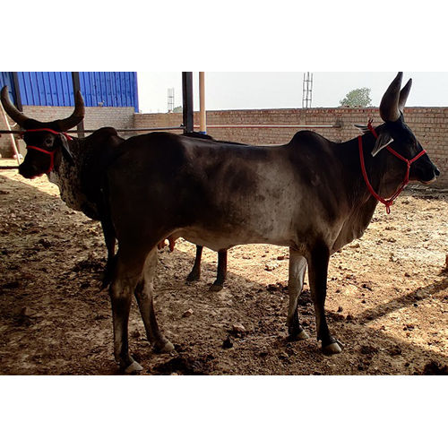 Pure Breed Kankrej Cow