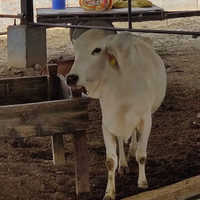 Haryana Desi Cow