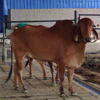 Indian Gir Cow