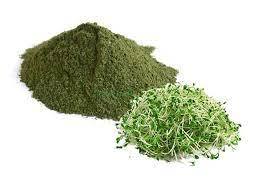 Alfalfa Powder