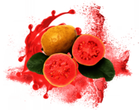 Guava Powder  (Spray Dried) Food Grade