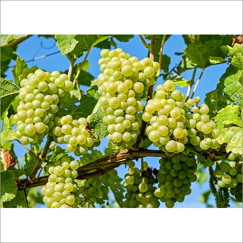 Fresh Green Grapes