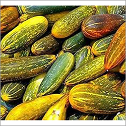 Fresh Vellary - Variable Length, Green, Elongated | High Nutrients, Low Calories, Hydrating, Arthritis Aid, Lowers Blood Sugar
