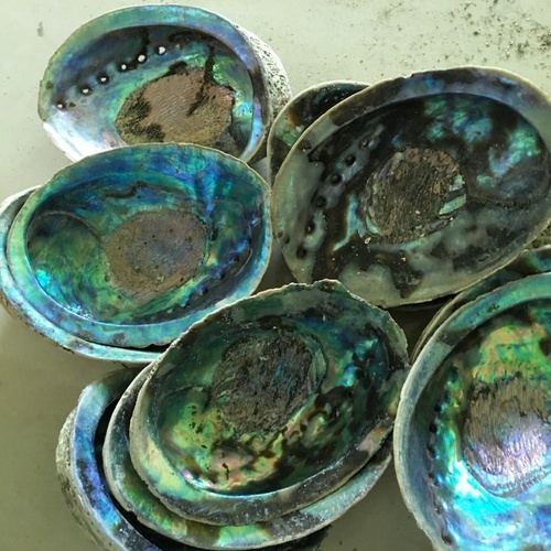 Raw abalone
