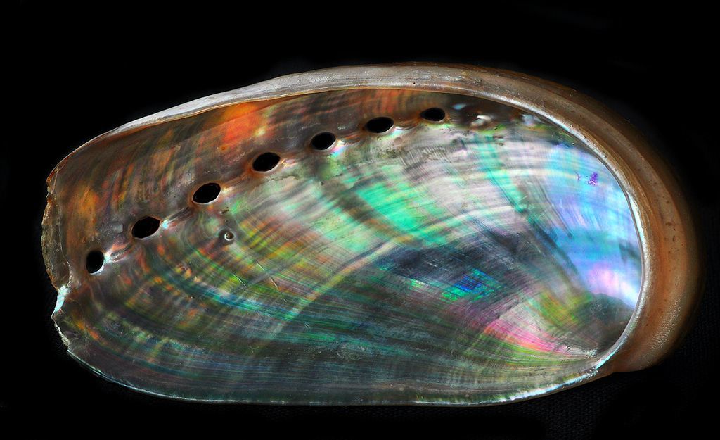 Raw abalone
