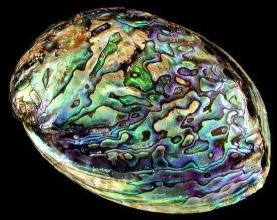 Raw abalone