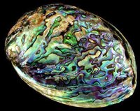Raw abalone