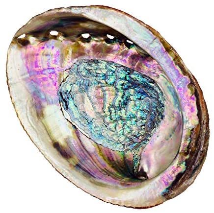 Pink Abalone