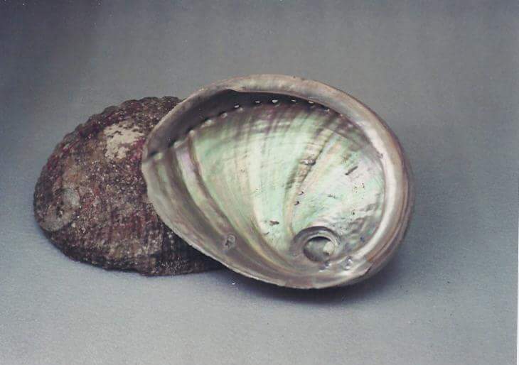 Pink Abalone