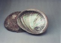 Pink Abalone