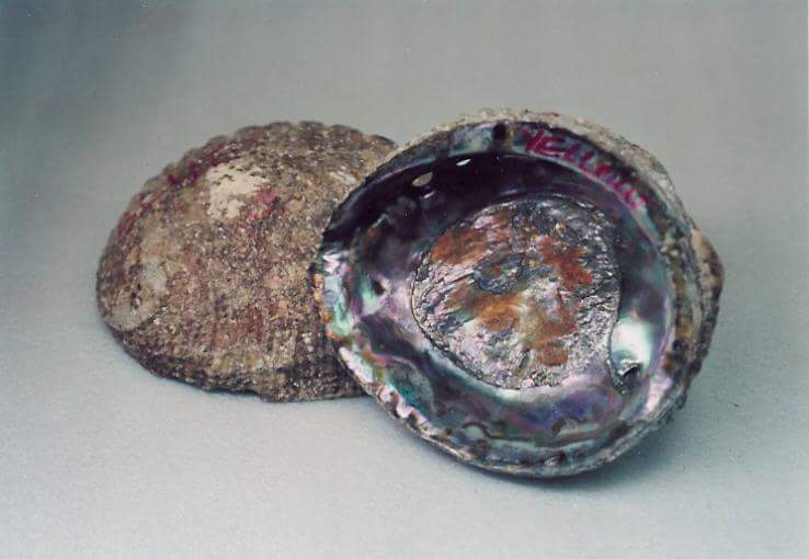 Pink Abalone
