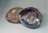 Pink Abalone