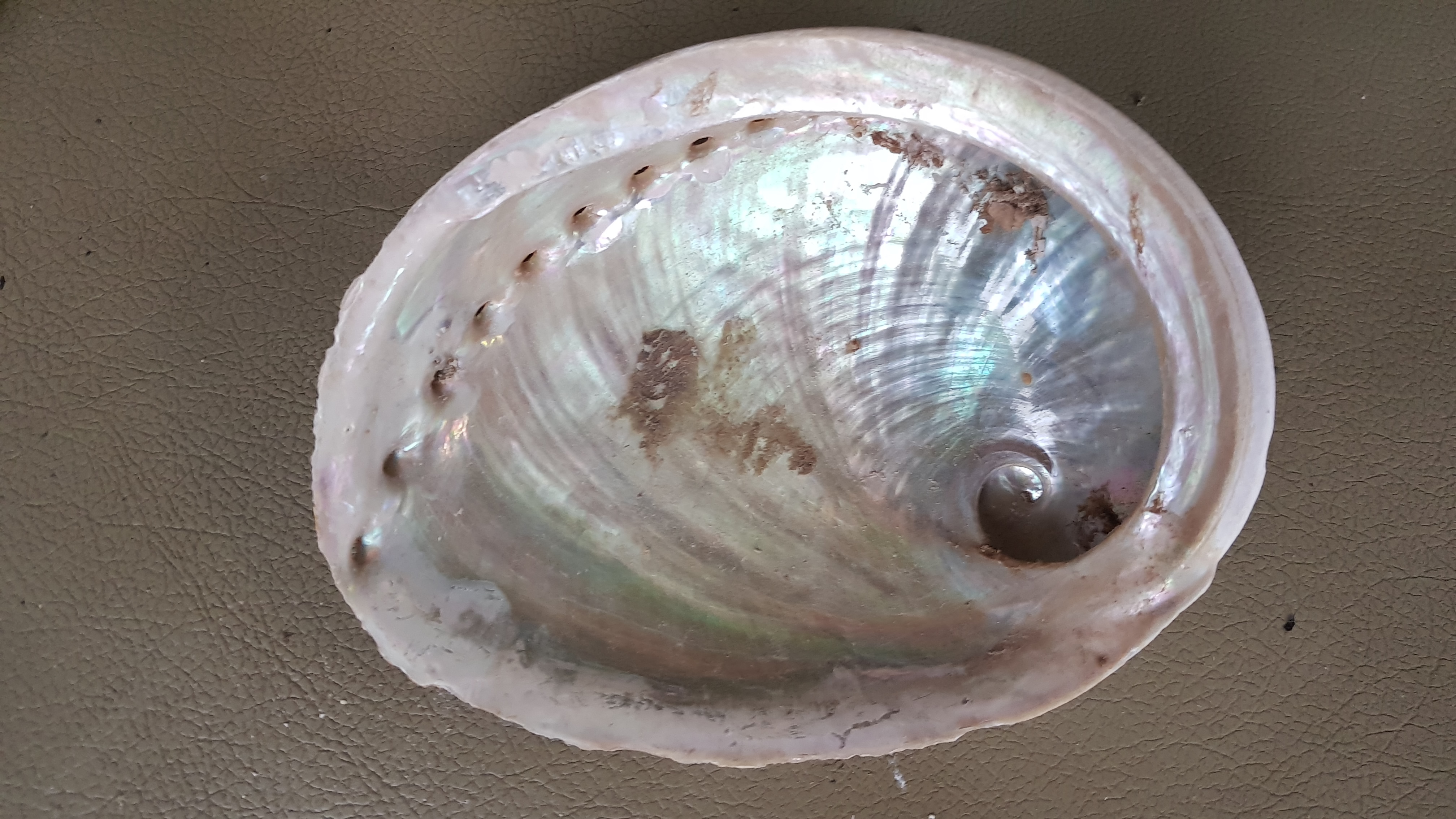 Pink Abalone