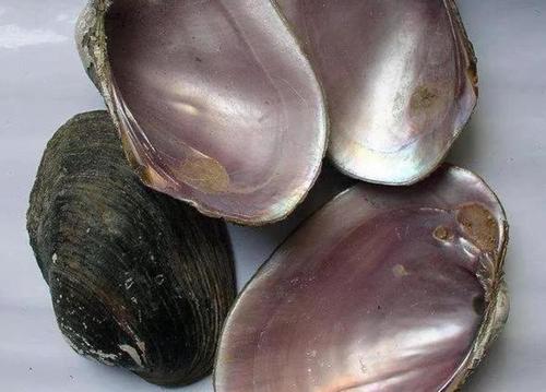 Raw Brown Shell