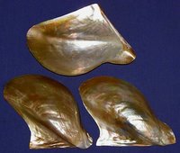 Raw Brown Shell