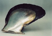 Raw Brown Shell