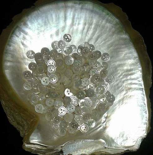 Raw White Shell