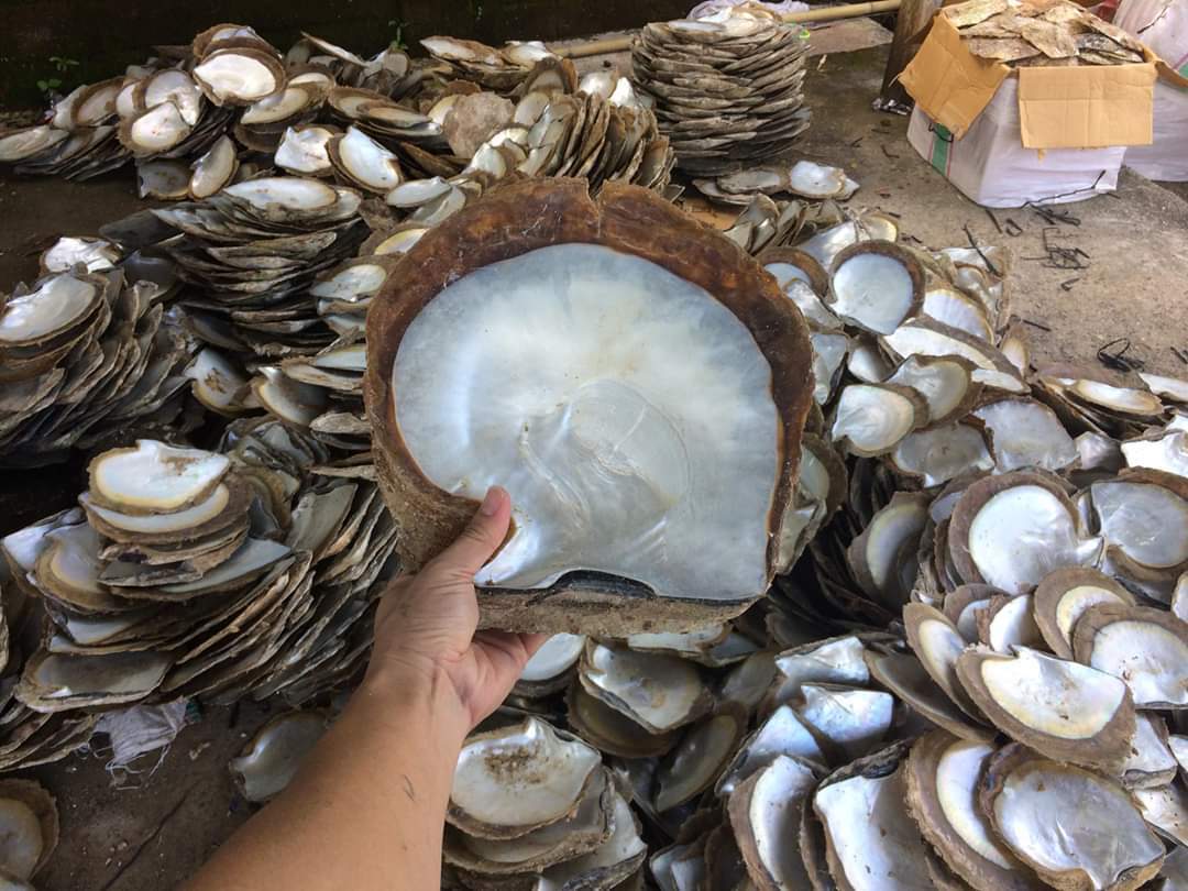 Raw White Shell