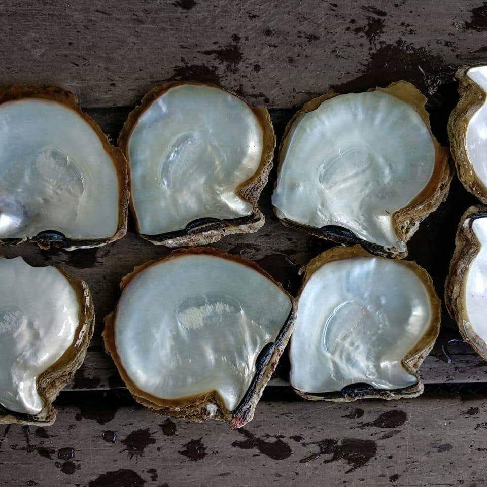 Raw White Shell