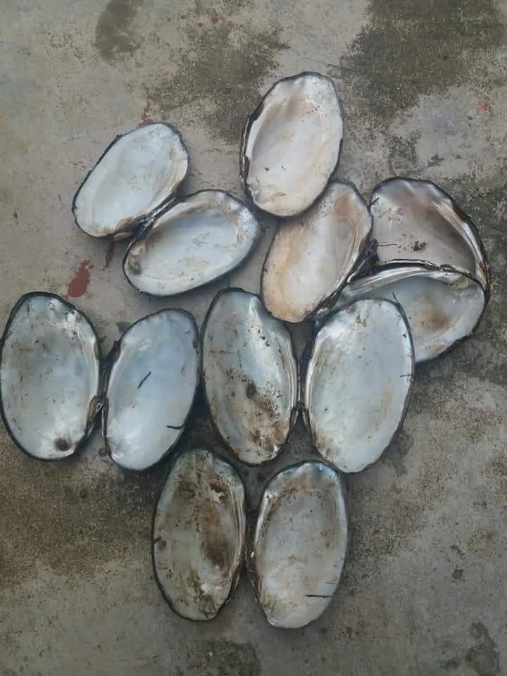 Raw White Shell