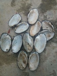 Raw White Shell
