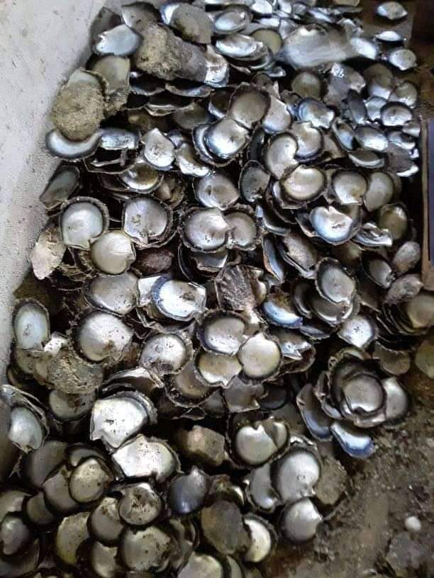 Raw White Shell