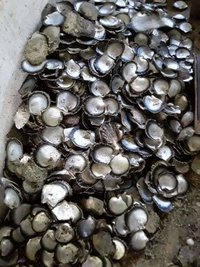 Raw White Shell