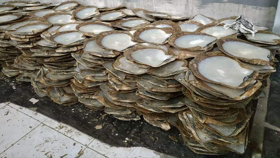 Raw White Shell