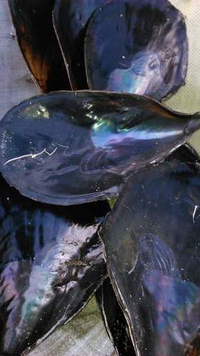 Mussel Raw Shell