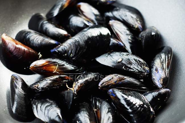 Mussel Raw Shell